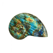 Load image into Gallery viewer, Labradorite Ammonite 1.5-2.5&quot;

