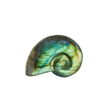Load image into Gallery viewer, Labradorite Ammonite 1.5-2.5&quot;
